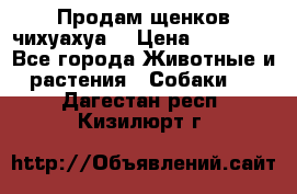 Продам щенков чихуахуа  › Цена ­ 10 000 - Все города Животные и растения » Собаки   . Дагестан респ.,Кизилюрт г.